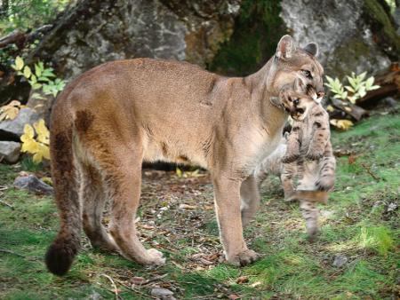 voyez la beauté de la nature avec cest créatures magnifiques